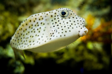Puffer