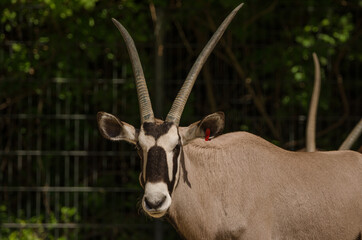 Gazelle / Antilope im Zoo
