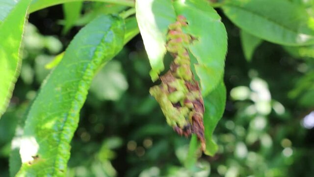 Disease on Peach tree. Close-up of pink galls on green leaves. Peach leaf curl or Taphrina reumatoide