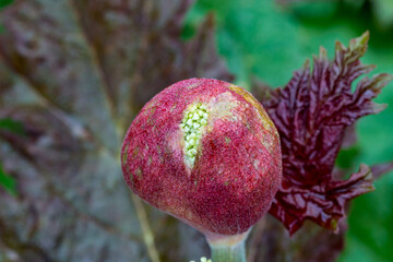 Rheum palmatum var. tanguticum crown rhubarb 