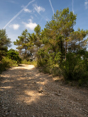 dirt road shrouded in trees