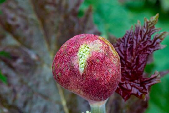 Rheum Palmatum Var. Tanguticum Crown Rhubarb 