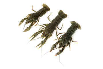 fresh raw crayfish isolated on white. three live crayfish
