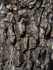 dark texture old pine bark