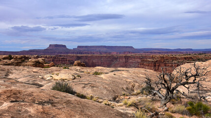 buttes, red rock canyon, slickrock, and a dramatic dead juniper tree as seen along the slickrock trail in the needles district of canyonlands national park, near moab, utah 