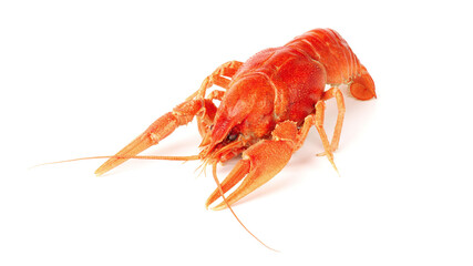 boiled crayfish isolated on white. river crayfish