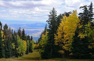 pretty  golden aspen trees in fall from the top of sandia peak tramway in albuquerque, new mexico