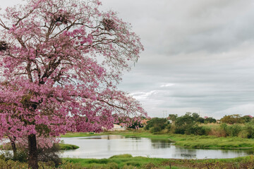 &Aacute;rvore de Ip&ecirc; Rosa Brasileiro / Flores de Ip&ecirc; Rosa / Paisagem Caatinga / Cear&aacute;