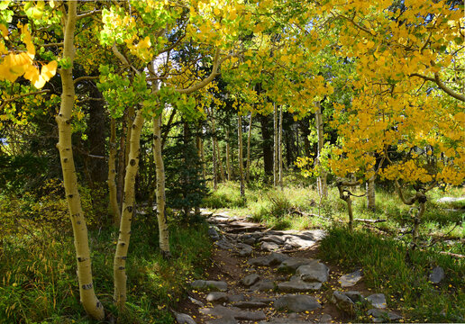 pretty  golden aspen trees in fall from the top of sandia peak tramway in albuquerque, new mexico 