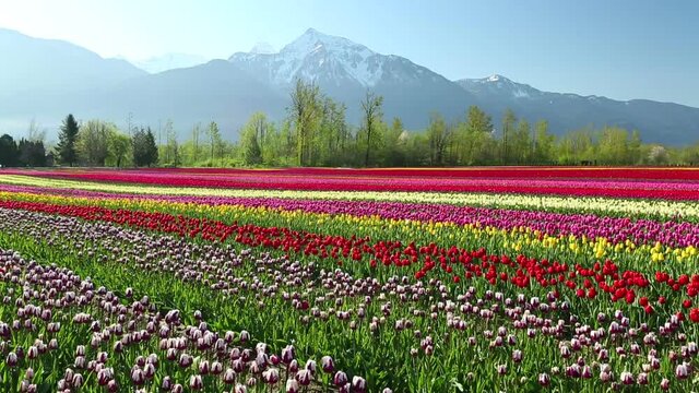 Cultivated Tulip Field Fraser Valley British Columbia