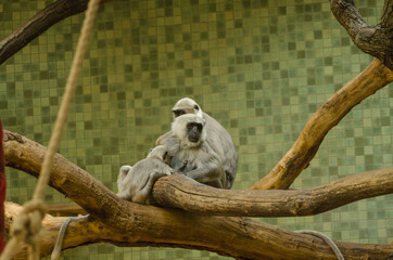 Affe im Zoo