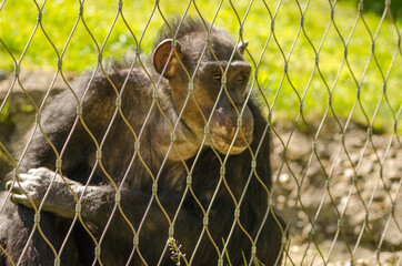 Ein Affe hinter Gitter