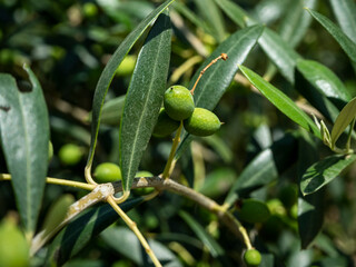 olives on the olive branch
