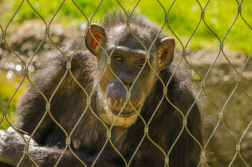 Ein Affe hinter Gitter