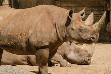 Fototapeta premium Nashorn im Zoo