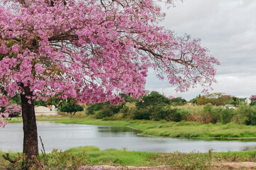 &Aacute;rvore de Ip&ecirc; Rosa Brasileiro / Flores de Ip&ecirc; Rosa / Paisagem Caatinga / A&ccedil;ude / Rio / Cear&aacute;