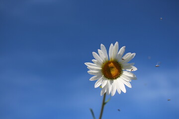 bright daisy flower on the background of the blue sky on the petals