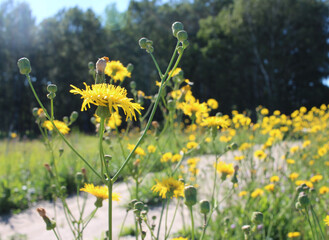 bright yellow flowers grow in the green grass in the garden in summer