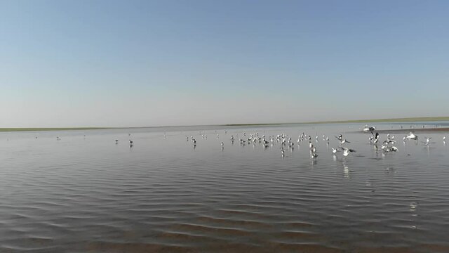 Kalmykia, a lake in the steppe. A flock of waterfowl in shallow water. 