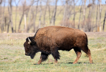 American bison walking in a field on a sunny spring day in rocky mountain national wildlife refuge...