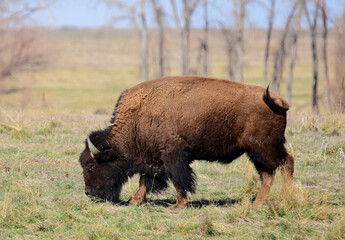 American bison walking in a field on a sunny spring day in rocky mountain national wildlife refuge in commerce city, near denver, colorado