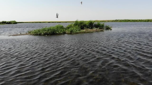Kalmykia, a lake in the steppe. A seagull's nest on an islet. 
