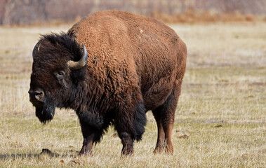 american bison  standing in a field along the wildlife drive in the rocky mountain arsenal wildlife refuge in early spring in commerce city,  near denver, colorado