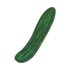 Cucumber isolated on a white background. Green pickle clipart. Watercolor vegetable illustration. Vitamin product. Vegetarian food illustration. Single cucumber. Summer harvest object.