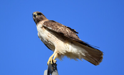 closeup of a striking red-tailed hawk looking for prey from a utility pole in rocky mountain national wildlife refuge in commerce city, near denver, colorado