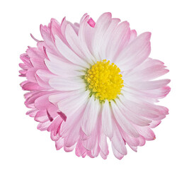 light pink color daisy bloom isolated on white