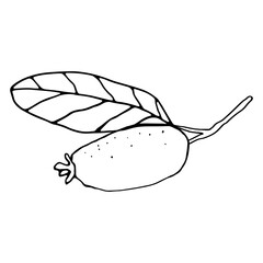 Vector image of a Feijoa fruit with leaves. A sketch. Hand-drawn. Design of posters, postcards, invitations, design of weddings, holidays, decor, prints, textiles, wallpapers, fabrics.