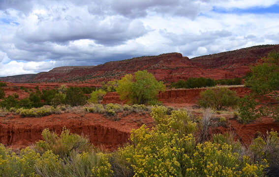 colorful red rock desert wash and yellow rabbitbrush   against an eroded hillside on a stormy fall day near jemez springs, new mexico 