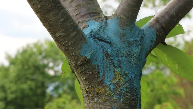 Blue Bordeaux mixture on a damged Cherry tree trunk in the orchard. Organic fungicide made with copper sulfate sulphate and calcium oxide on a tree