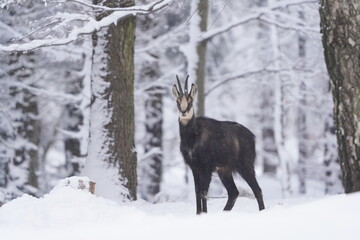 chamois in winter forest. Winter scene with horn animal. Rupicapra rupicapra. Animal from Alp. - obrazy, fototapety, plakaty