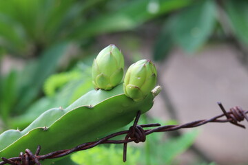 flower buds on green branches or fruit dragon fruit