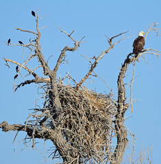 male bald eagle watching his nest in a cottonwood tree  with red-winged b;ackbirds in carolyn...