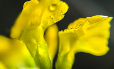 Blüten in Makroaufnahme mit Wassertropfen