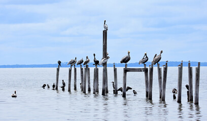 brown pelicans and cormorants perched on the posts of a jette on a sunny spring day in apalachee bay in st marks national wildlife refuge   in wakulla county in northern florida