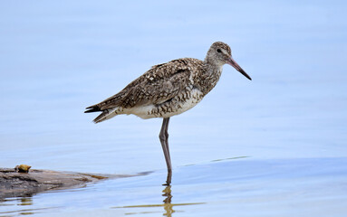 migratory willet standing on the shoreline of a saltwater marsh in st. mark's national wildlife refuge in wakulla county, northern florida