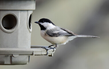 Obraz premium cute black capped chickadee perched on a backyard feeder in broomfield, colorado