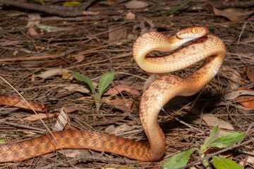 Brown Tree Snake in defensive pose