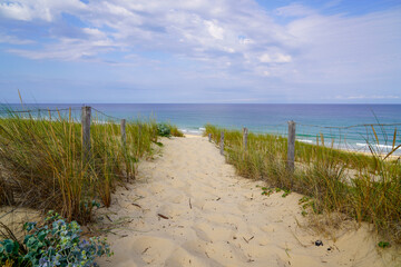 Fototapeta na wymiar Beautiful landscape path way access Atlantic beach in sand dunes in Cap-Ferret ocean france