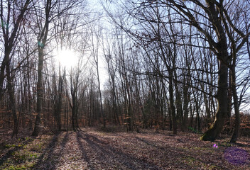 Fototapeta premium Sonne im Wald