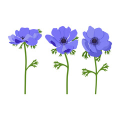 Beautiful Spring anemone flower. Set of three blue flowers on a white isolated background.
