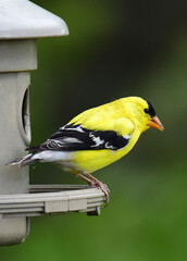 closeup of pretty yellow male american goldfinch at a feeder in a back yard in broomfield, colorado
