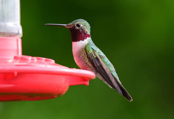 cute male broad-tailed hummingbird perched on a  red hummingbird feeder in early summer a backyard in broomfield, colorado