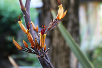 Dettaglio in primo piano del fiore della pianta del lino (Phormium Tenax) originaria della Nuova Zelanda
