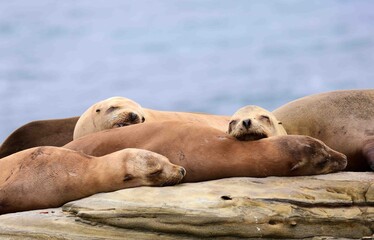 Naklejka premium four sea lions resting on a ledge on the beach at la jolla cove, near san diego, california 