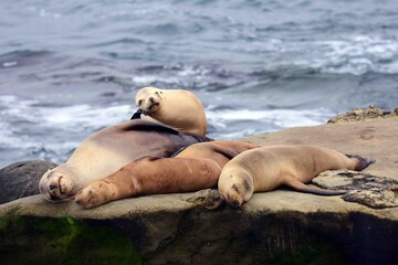      sea lions resting on the cliffs next to the pacific  ocean at la jolla cove, near san diego, california     