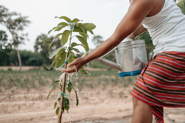 Hands use watering metal can pouring water mango plants. Farm and argiculture at countryside concept.